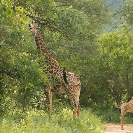Cape Vulture Conservancy Hoedspruit Eksteriør bilde