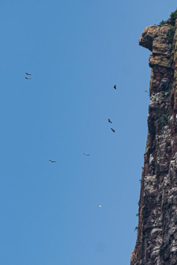 Cape Vulture Conservancy Hoedspruit Eksteriør bilde