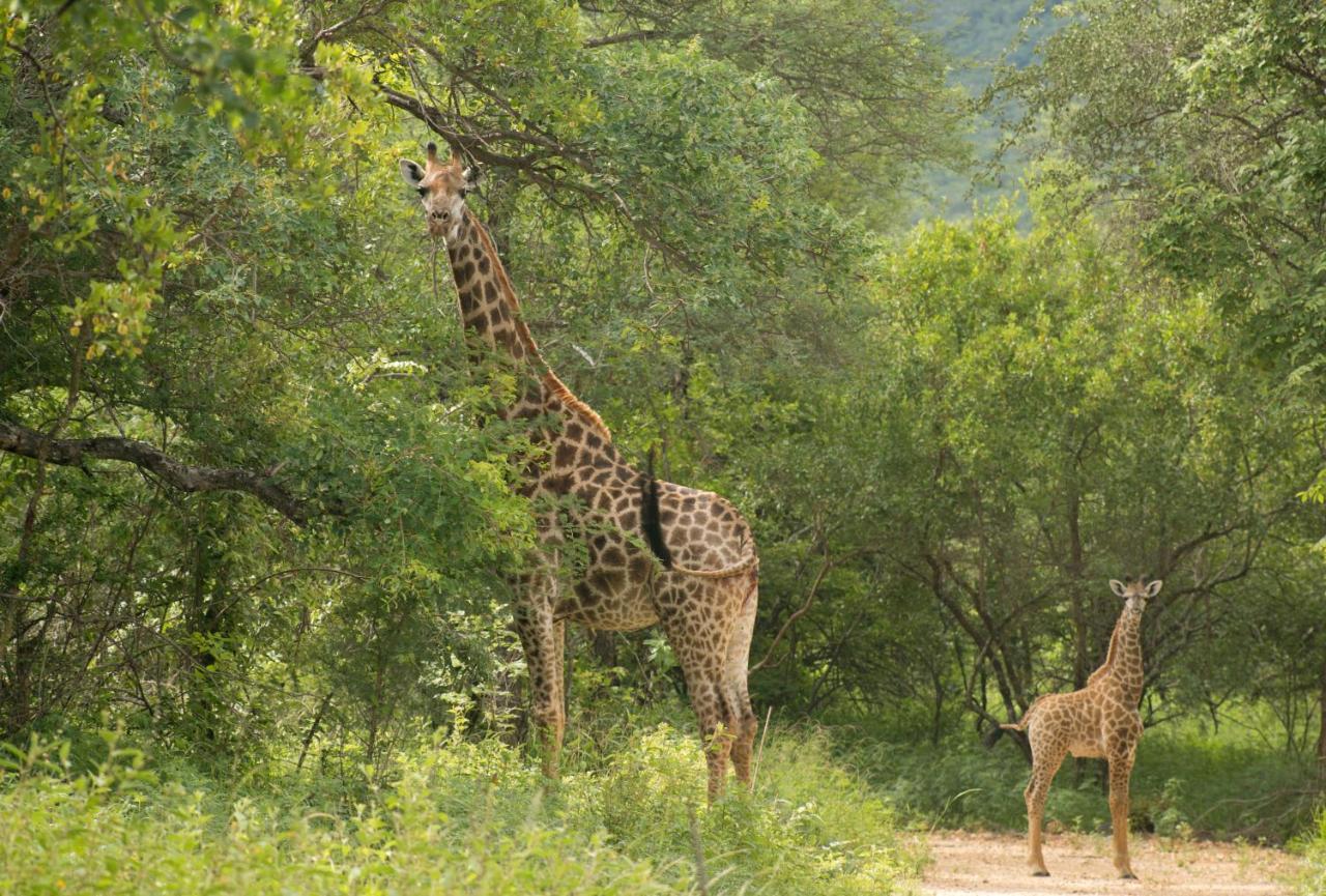 Cape Vulture Conservancy Hoedspruit Eksteriør bilde